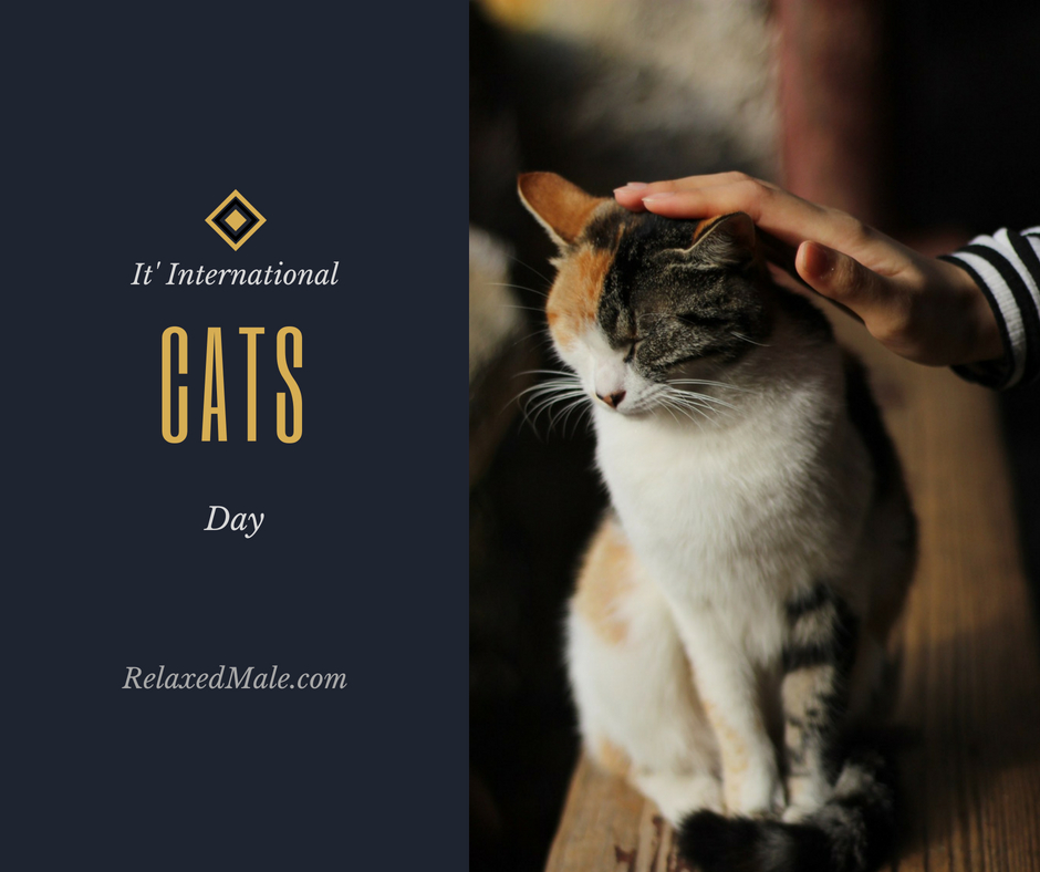 hooray for international cat day