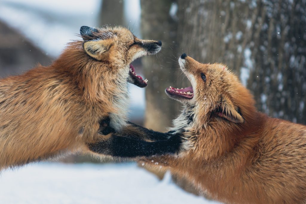 two brown fox