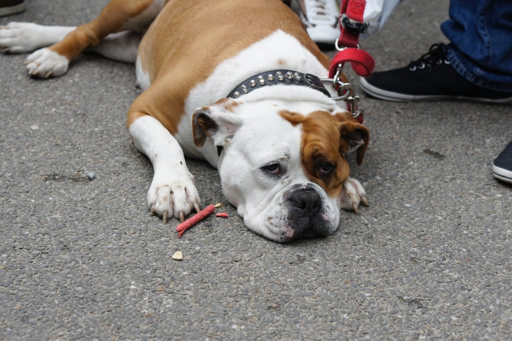 Nice guys lack the confidence to be as assertive. This hold them back like the leash holding this bulldog.