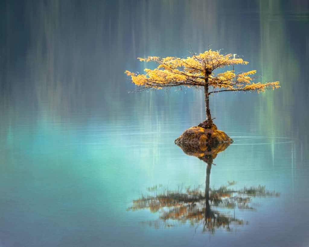 yellow leaf tree between calm body of water at daytime