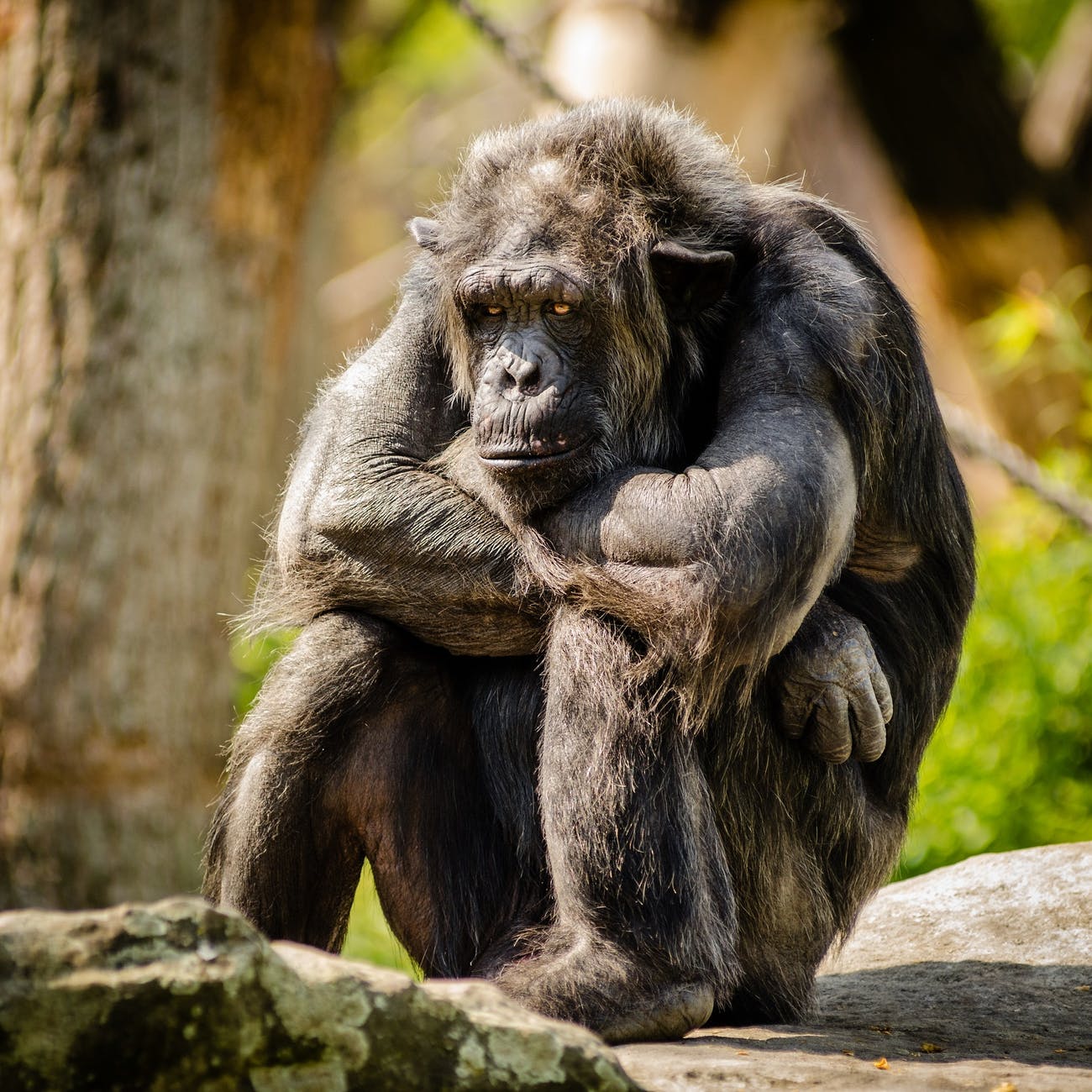 chimpanzee sitting on gray stone in closeup photography during daytime