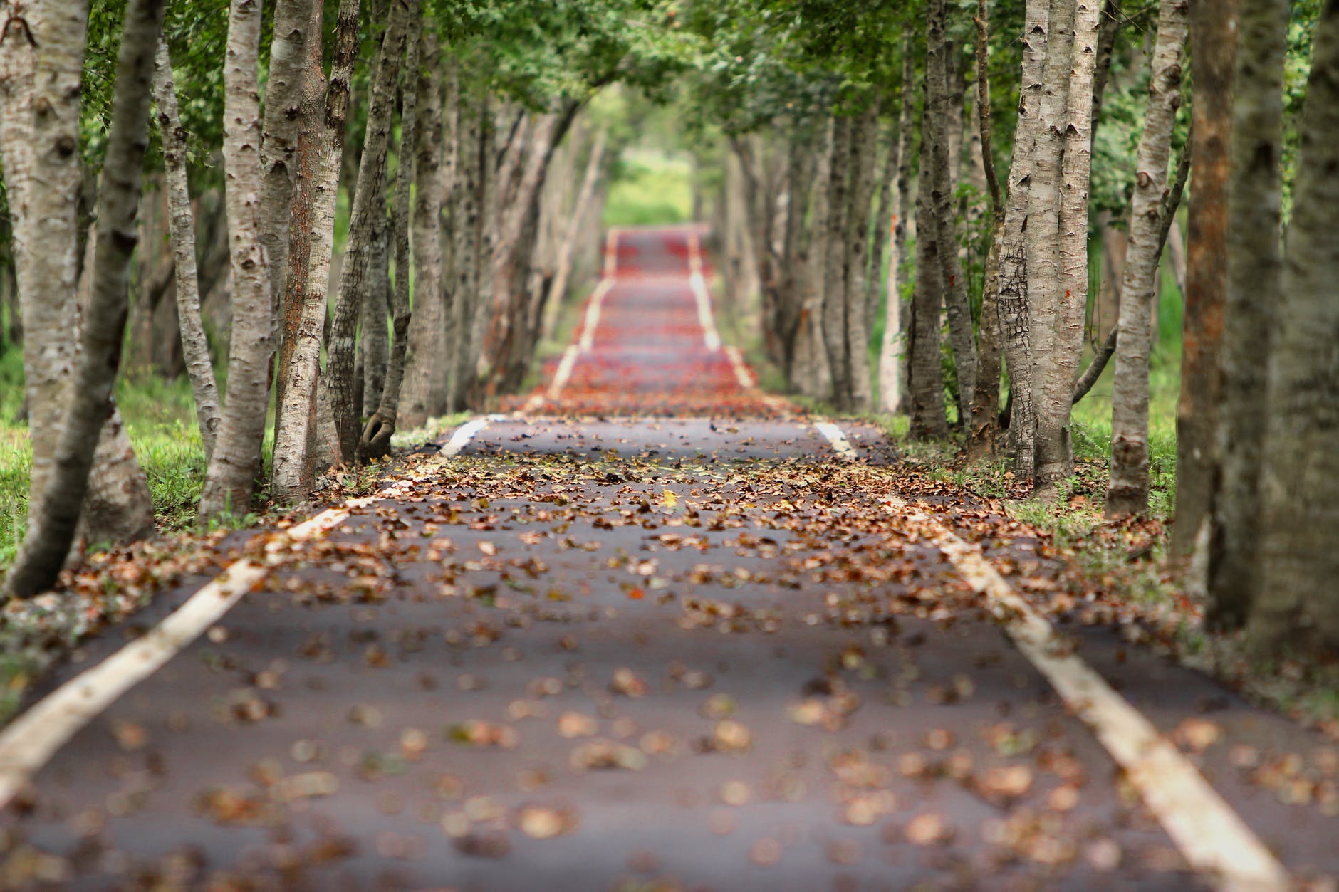 road nature trees branches