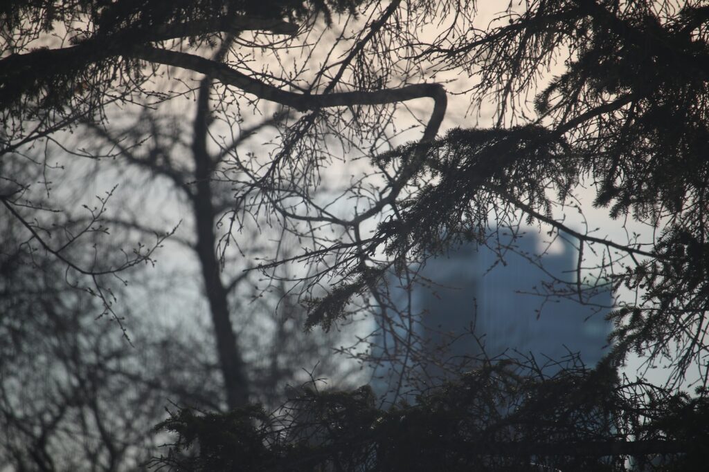 a view of a building through the branches of a tree